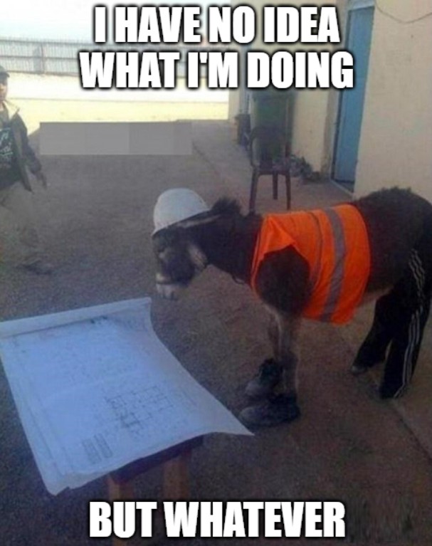Donkey in a hard hat